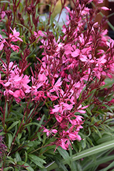 Belleza Dark Pink Gaura (Gaura lindheimeri 'KLEAU04263') at Stonegate Gardens