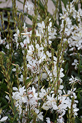 Sparkle White Gaura (Gaura lindheimeri 'Sparkle White') at Lakeshore Garden Centres