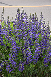 Violet Dusk False Indigo (Baptisia 'Violet Dusk') at Lakeshore Garden Centres