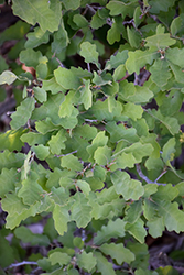 Wavy-leaved Oak (Quercus undulata) at Stonegate Gardens