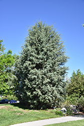 Arizona Cypress (Cupressus arizonica) at Stonegate Gardens