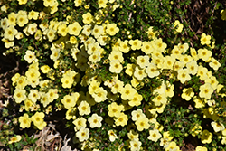 Primrose Beauty Potentilla (Potentilla fruticosa 'Primrose Beauty') at Stonegate Gardens