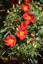 Austrian Copper Rose (Rosa foetida 'Bicolor') at Stonegate Gardens