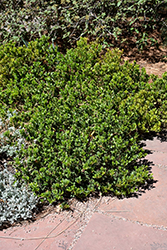 Panchito Manzanita (Arctostaphylos x coloradensis 'Panchito') at Lakeshore Garden Centres