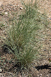 Indian Ricegrass (Achnatherum hymenoides) at Stonegate Gardens