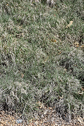 Buffalo Grass (Buchloe dactyloides) at Stonegate Gardens