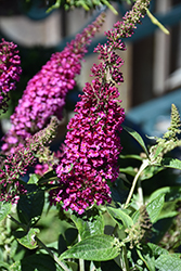 Butterfly Towers Magenta Butterfly Bush (Buddleia davidii 'Tobud1305') at Lakeshore Garden Centres