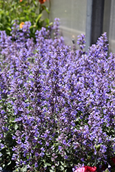 Cat's Meow Catmint (Nepeta x faassenii 'Cat's Meow') at Lakeshore Garden Centres