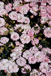Constant Cadence White Pinks (Dianthus 'Constant Cadence White') at A Very Successful Garden Center