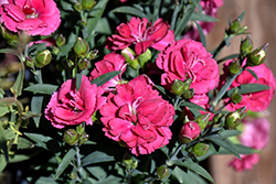 Constant Cadence Cherry Pinks (Dianthus 'Constant Cadence Cherry') at Stonegate Gardens