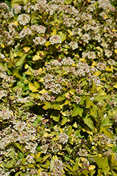 Raspberry Lemonade Ninebark (Physocarpus opulifolius 'ZLEYel2') at Stonegate Gardens