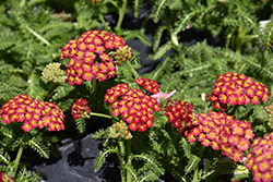 Desert Eve Red Yarrow (Achillea millefolium 'Desert Eve Red') at Lakeshore Garden Centres