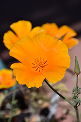Orange King California Poppy (Eschscholzia californica 'Orange King') at Stonegate Gardens