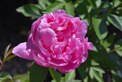 Dr. Alexander Fleming Peony (Paeonia 'Dr. Alexander Fleming') at A Very Successful Garden Center