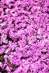 Rocky Road Pink Phlox (Phlox 'Rocky Road Pink') at Lakeshore Garden Centres