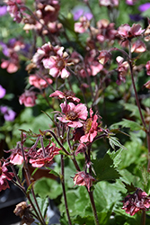 Tempo Rose Avens (Geum 'TNGEUTR') at Lakeshore Garden Centres