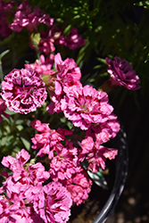 Constant Beauty Crush Cherry Pinks (Dianthus 'Constant Beauty Crush Cherry') at Lakeshore Garden Centres