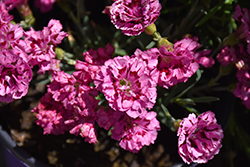Constant Beauty Crush Cherry Pinks (Dianthus 'Constant Beauty Crush Cherry') at Stonegate Gardens