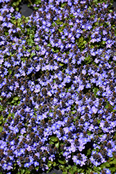 Turkish Speedwell (Veronica liwanensis) at Lakeshore Garden Centres