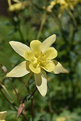 Denver Gold Columbine (Aquilegia chrysantha 'Denver Gold') at Stonegate Gardens