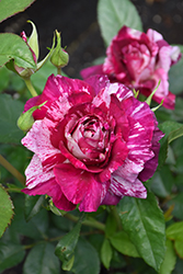Purple Tiger Rose (Rosa 'JACpurr') at Stonegate Gardens