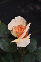 Brandy Rose (Rosa 'Brandy') at Lakeshore Garden Centres