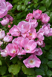 Forever & Ever Pink Rose (Rosa 'WEKneflosprif') at Stonegate Gardens