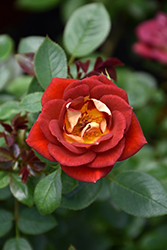 Hot & Sassy Rose (Rosa 'WEKaltcingi') at Stonegate Gardens