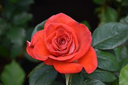 Smokin' Hot Rose (Rosa 'WEKmopaga') at Stonegate Gardens