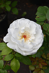 Sugar Moon Rose (Rosa 'WEKmemolo') at Stonegate Gardens