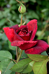 Oklahoma Rose (Rosa 'Oklahoma') at Lakeshore Garden Centres