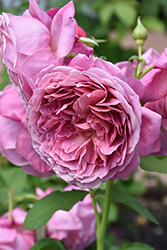 Queen Of Elegance Rose (Rosa 'WEKjucstokol') at Stonegate Gardens