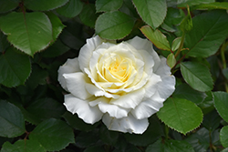 White Licorice Rose (Rosa 'White Licorice') at Stonegate Gardens