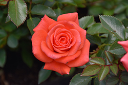 Salmon Sunblaze Rose (Rosa 'Meishulo') at Stonegate Gardens