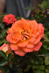 Amber Sunblaze Rose (Rosa 'Meiludoca') at Stonegate Gardens