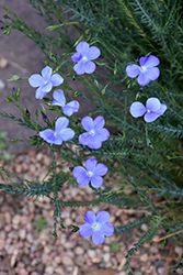 Narbonne Blue Flax (Linum narbonense) at Stonegate Gardens