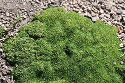 Wallowa Mountains Sandwort (Arenaria 'Wallowa Mountains') at A Very Successful Garden Center