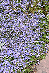 Crystal River Speedwell (Veronica 'Reavis') at Stonegate Gardens