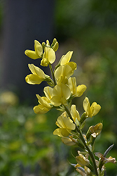 Golden Candles (Thermopsis lupinoides) at A Very Successful Garden Center