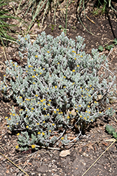 SteppeSuns Hokubetsi (Helichrysum trilineatum 'P021S') at A Very Successful Garden Center