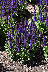 Midnight Purple Meadow Sage (Salvia nemorosa 'Midnight Purple') at A Very Successful Garden Center