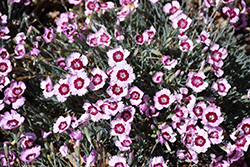 Mountain Frost Ruby Snow Pinks (Dianthus 'KonD1400K4') at Stonegate Gardens