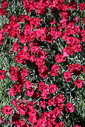 Mountain Frost Red Garnet Pinks (Dianthus 'Red Garnet') at Stonegate Gardens