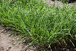 Mystal Tiger Tail Maiden Grass (Miscanthus sinensis 'Tiger Tail') at Stonegate Gardens