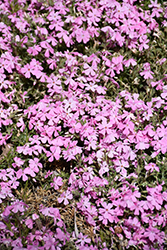 Spring Soft Pink Moss Phlox (Phlox subulata 'Spring Soft Pink') at A Very Successful Garden Center
