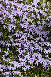 Spring Blue Moss Phlox (Phlox subulata 'Barsixtynine') at Stonegate Gardens