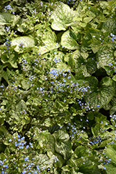 Alchemy Pewter Bugloss (Brunnera macrophylla 'TNBRUAP') at A Very Successful Garden Center