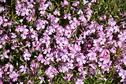 Spring Pink with Dark Eye Moss Phlox (Phlox subulata 'Spring Pink with Dark Eye') at Stonegate Gardens