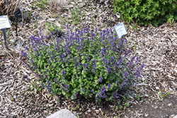 Aroma Violet Catmint (Nepeta x faassenii 'Aroma Violet') at Lakeshore Garden Centres