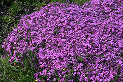 Early Spring Light Pink Moss Phlox (Phlox subulata 'Early Spring Light Pink') at A Very Successful Garden Center